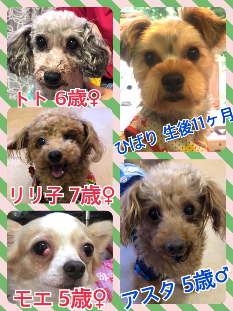 🐾今日の里親様募集中ワンコ🐶メンバー🐾2018,7,26